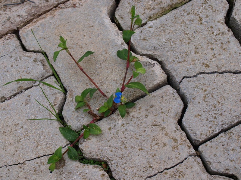 Commelina communis / Erba miseria asiatica